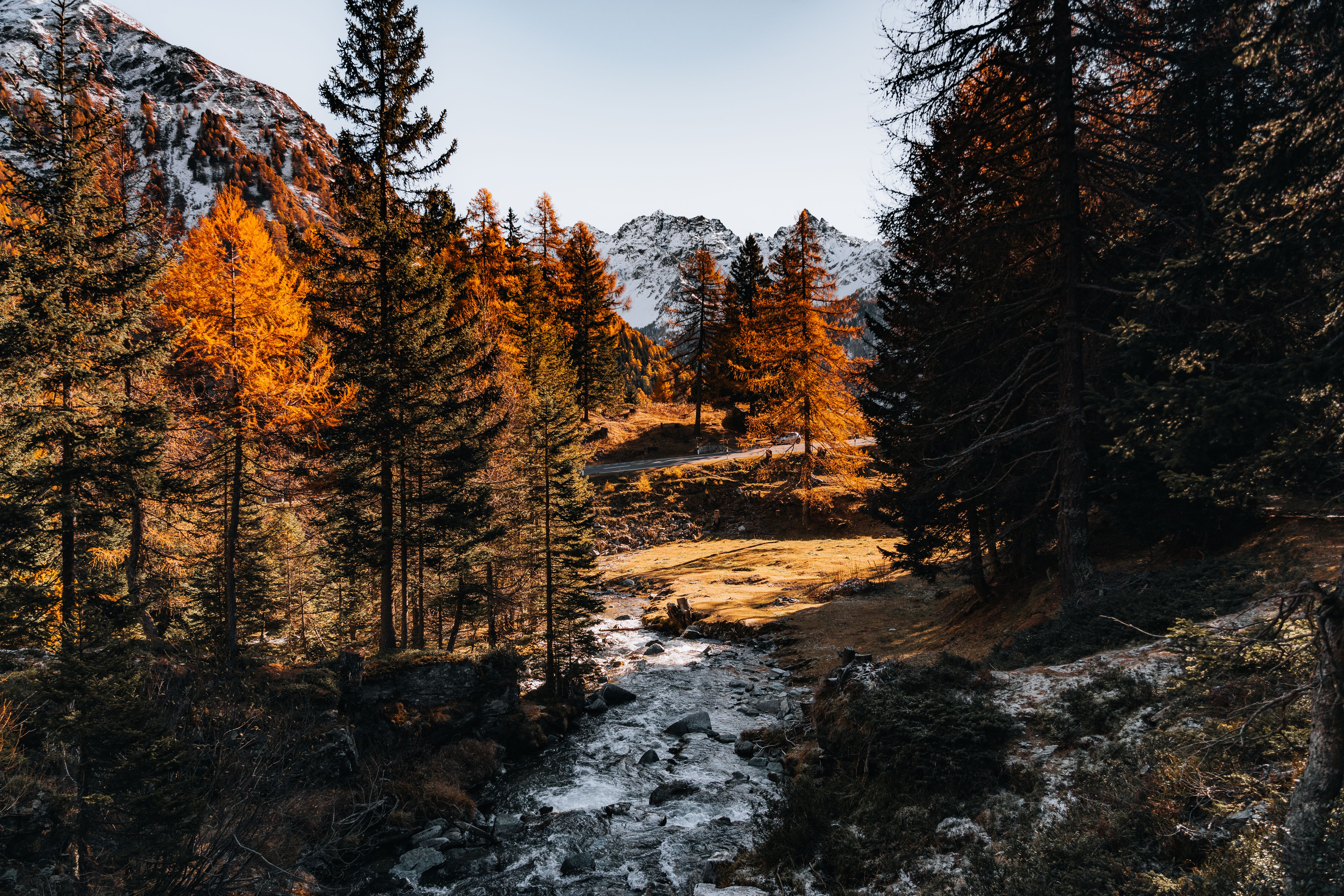 Autumn Forest and Mountain Stream in Scenic Landscape · Free Stock Photo
