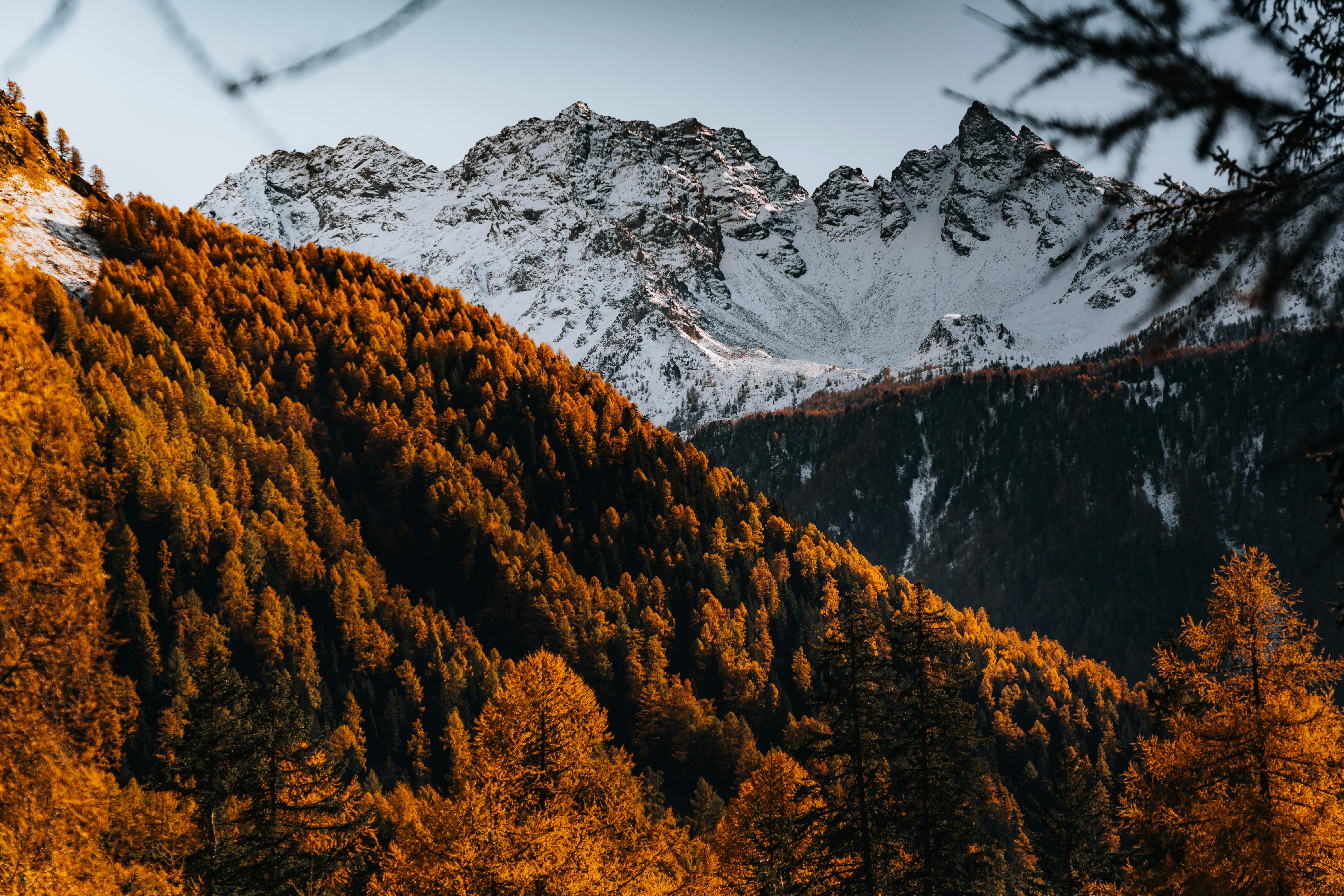 雪山巍峨壮丽，前景是生机勃勃的秋树，展现出令人叹为观止的自然美景。