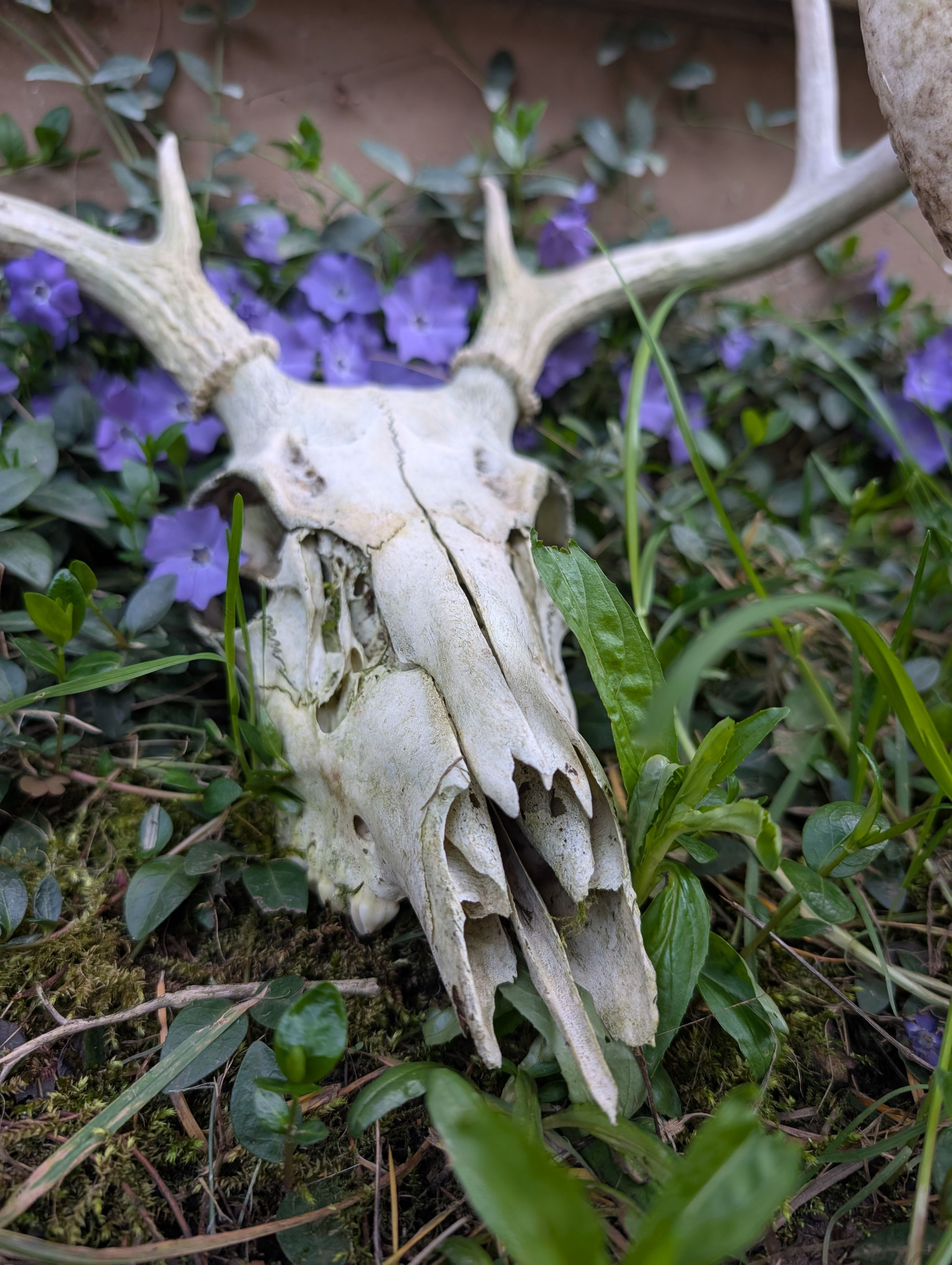 Deer Skull with Antlers Amidst Spring Blossoms · Free Stock Photo