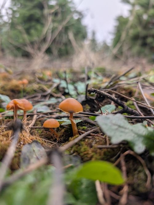 Free Natural scene featuring small wild mushrooms on forest floor. Stock Photo