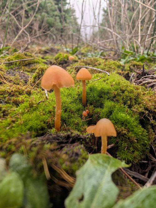 Free Explore the enchanting forest floor with mushrooms thriving on lush green moss. Stock Photo