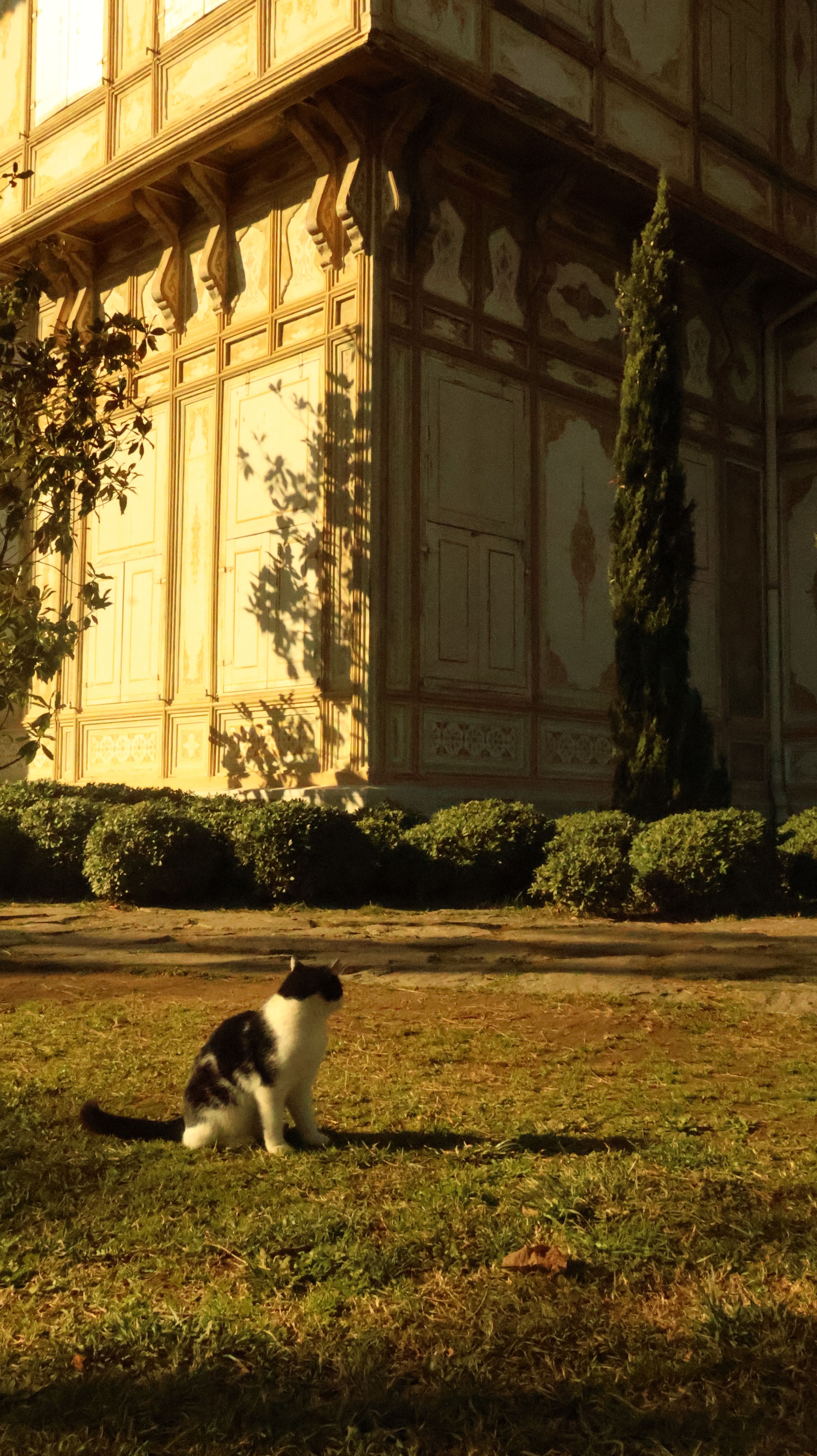 A black and white cat sits in a sunlit garden by an ornate building.
