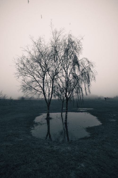 Free A foggy field in Horsehay, England with trees reflecting in a puddle, evoking a mysterious mood. Stock Photo