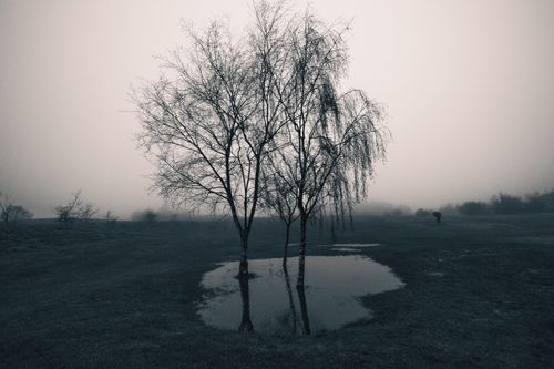 Free Eerie fog covers a tree reflecting in water, creating a spooky atmosphere in Horsehay, England. Stock Photo