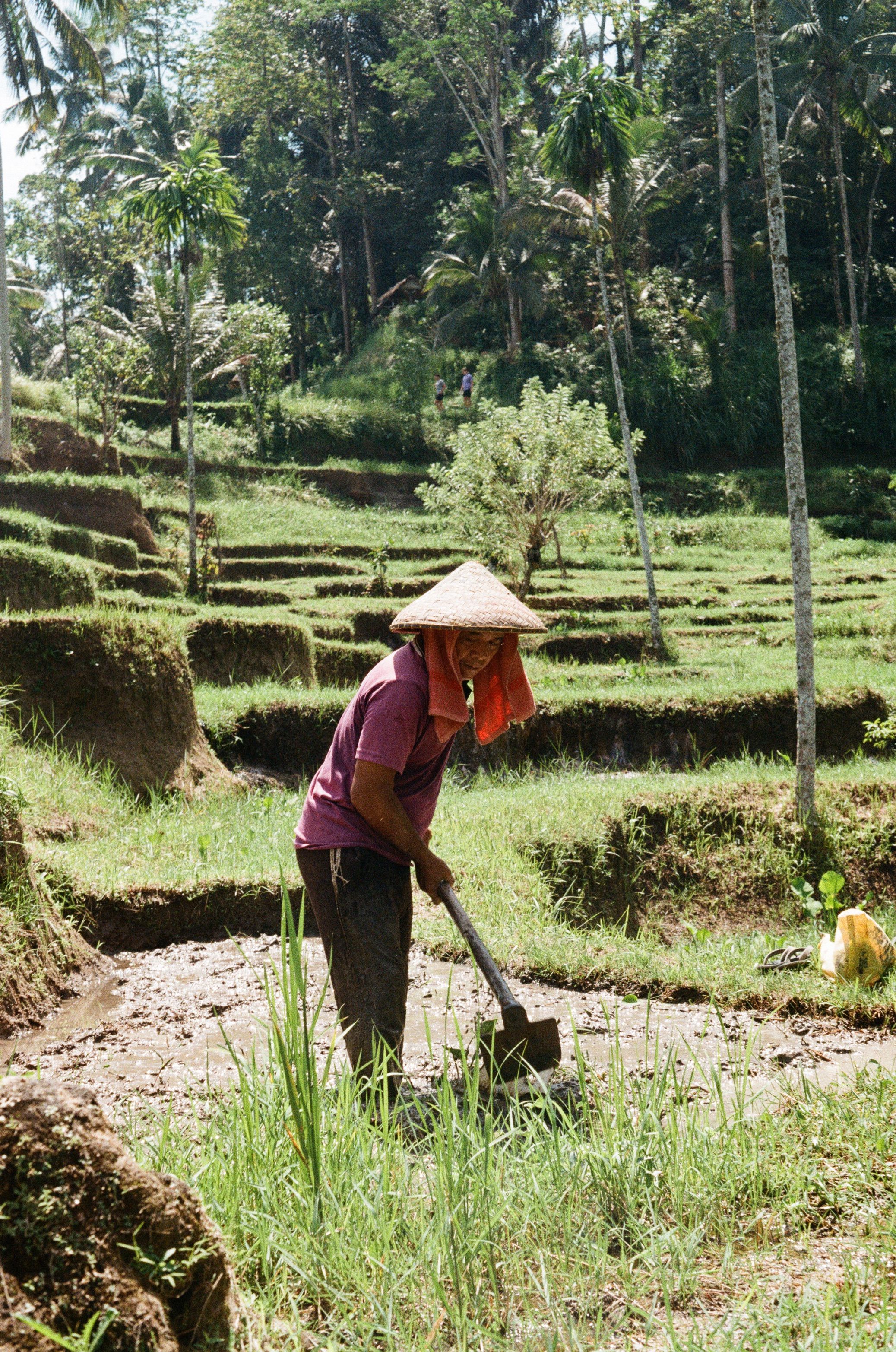 Balinese farmer in a traditional straw hat tending the rice paddies in the valley at Tegallalang, Ubud, Bali