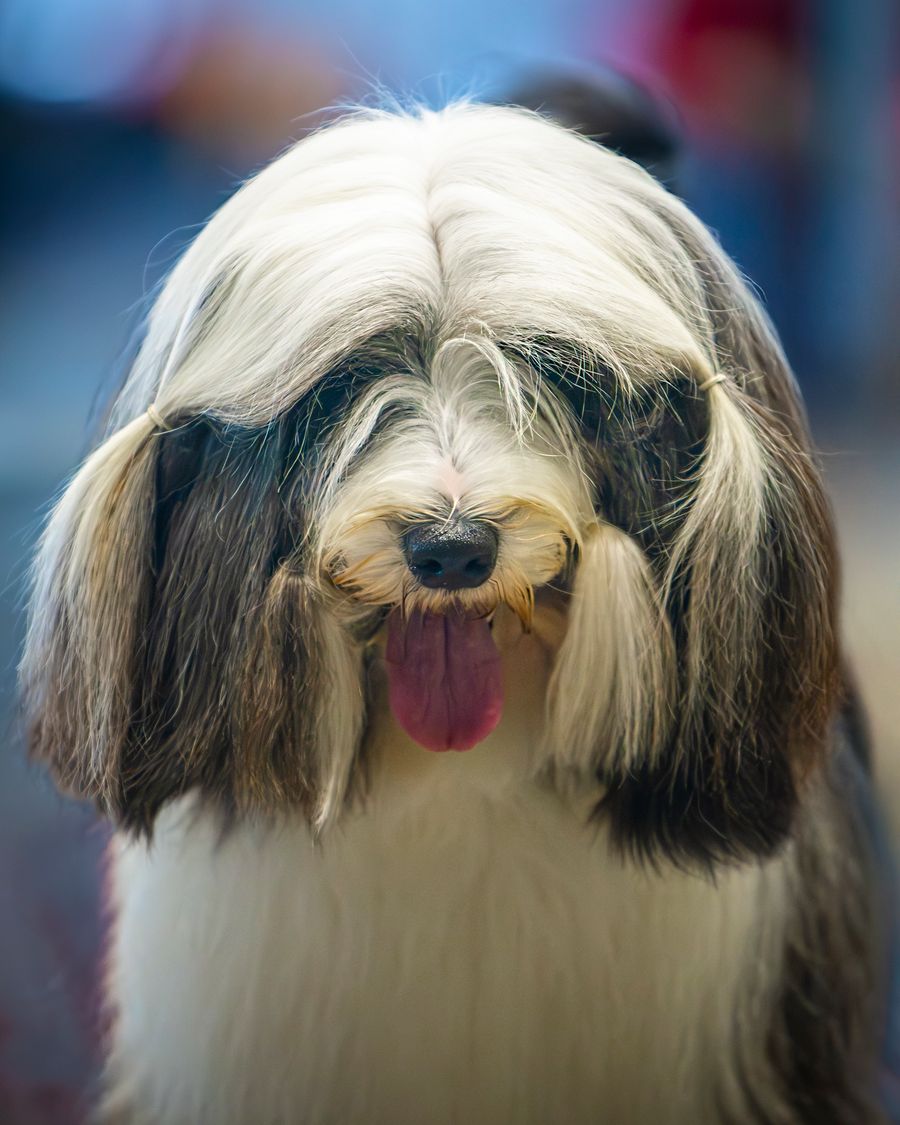 Bichon havanais bicolore montrant un long pelage doux autour du visage