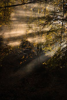 Captivating scene of light beams piercing fog in a serene autumn forest.