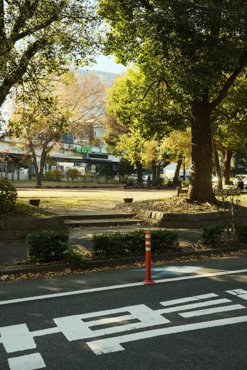 Free A tranquil urban park captured during a sunny autumn day with vibrant foliage and a road marking in the foreground. Stock Photo