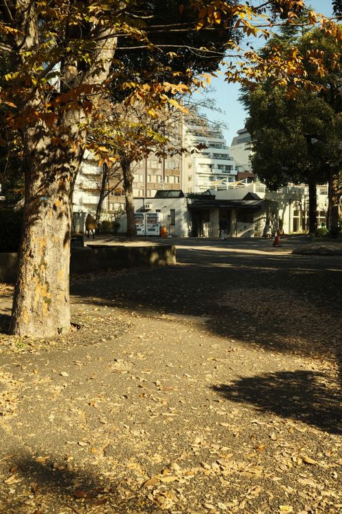 Free Urban park in autumn with fallen leaves and city skyline in the background, exuding a tranquil and earthy vibe. Stock Photo