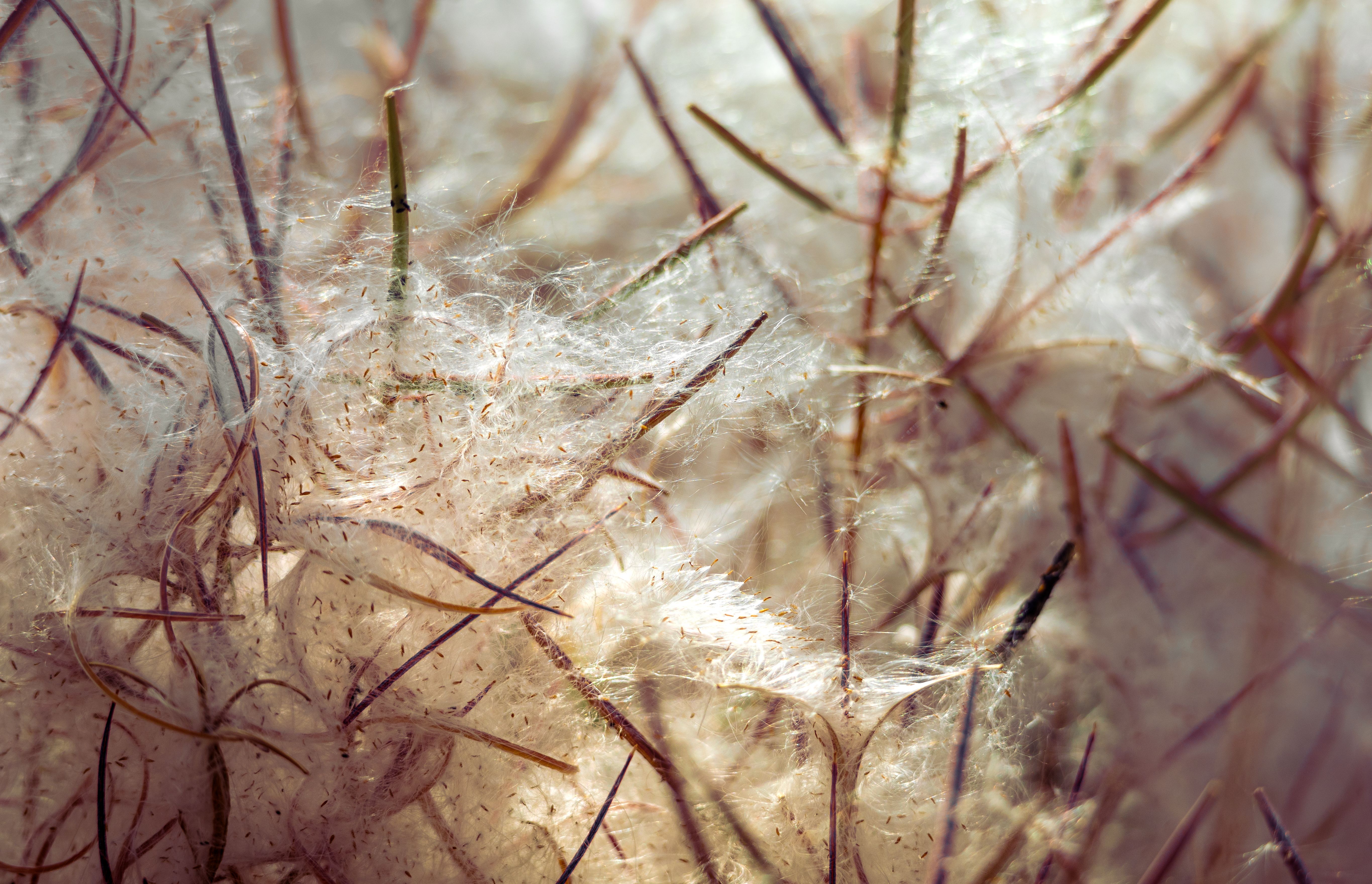 Close-up of Soft Fluffy Plant Textures · Free Stock Photo