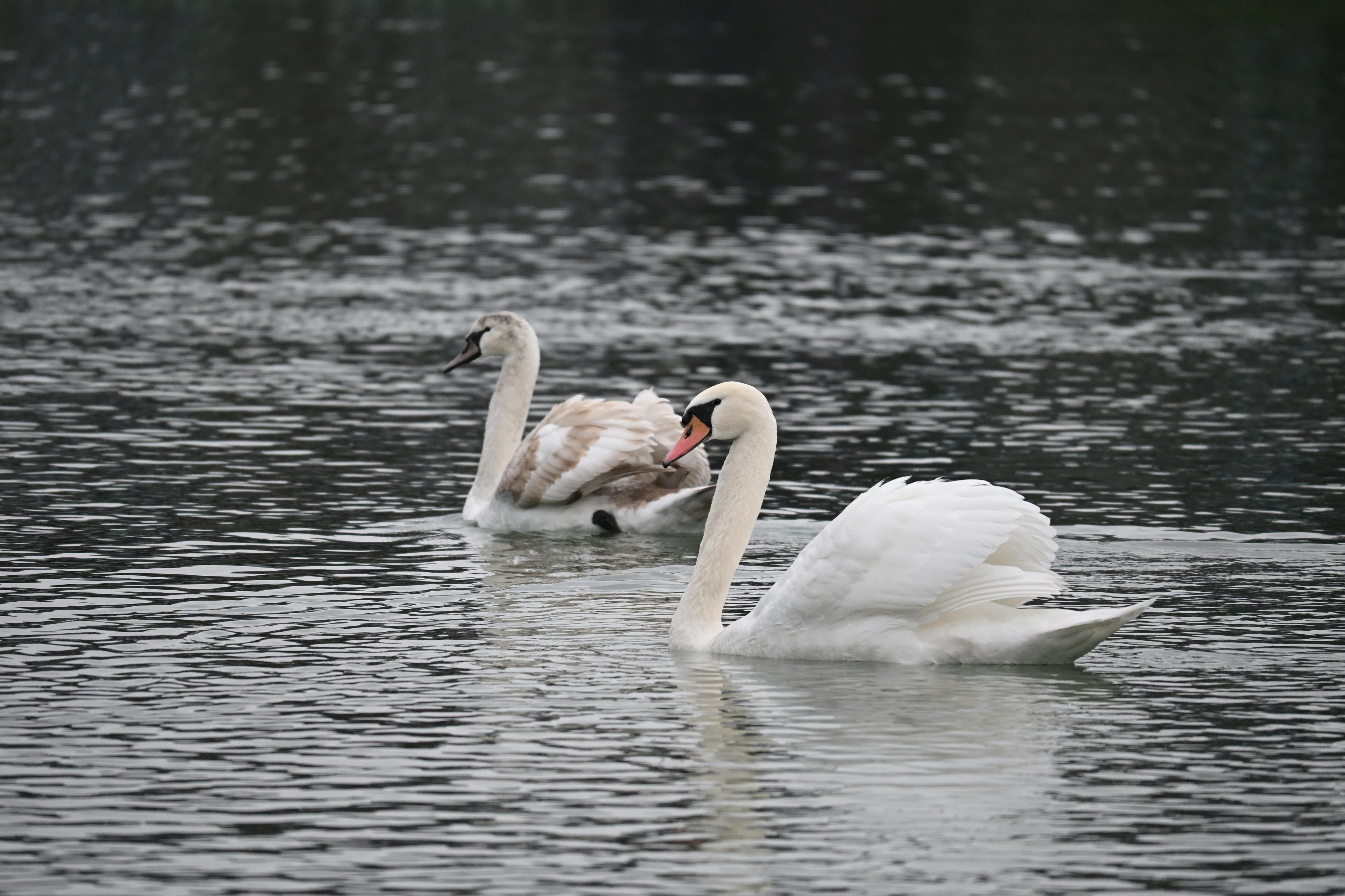Două lebede pe apă liniștită, asociate în vise cu relație, armonie și reglare emoțională