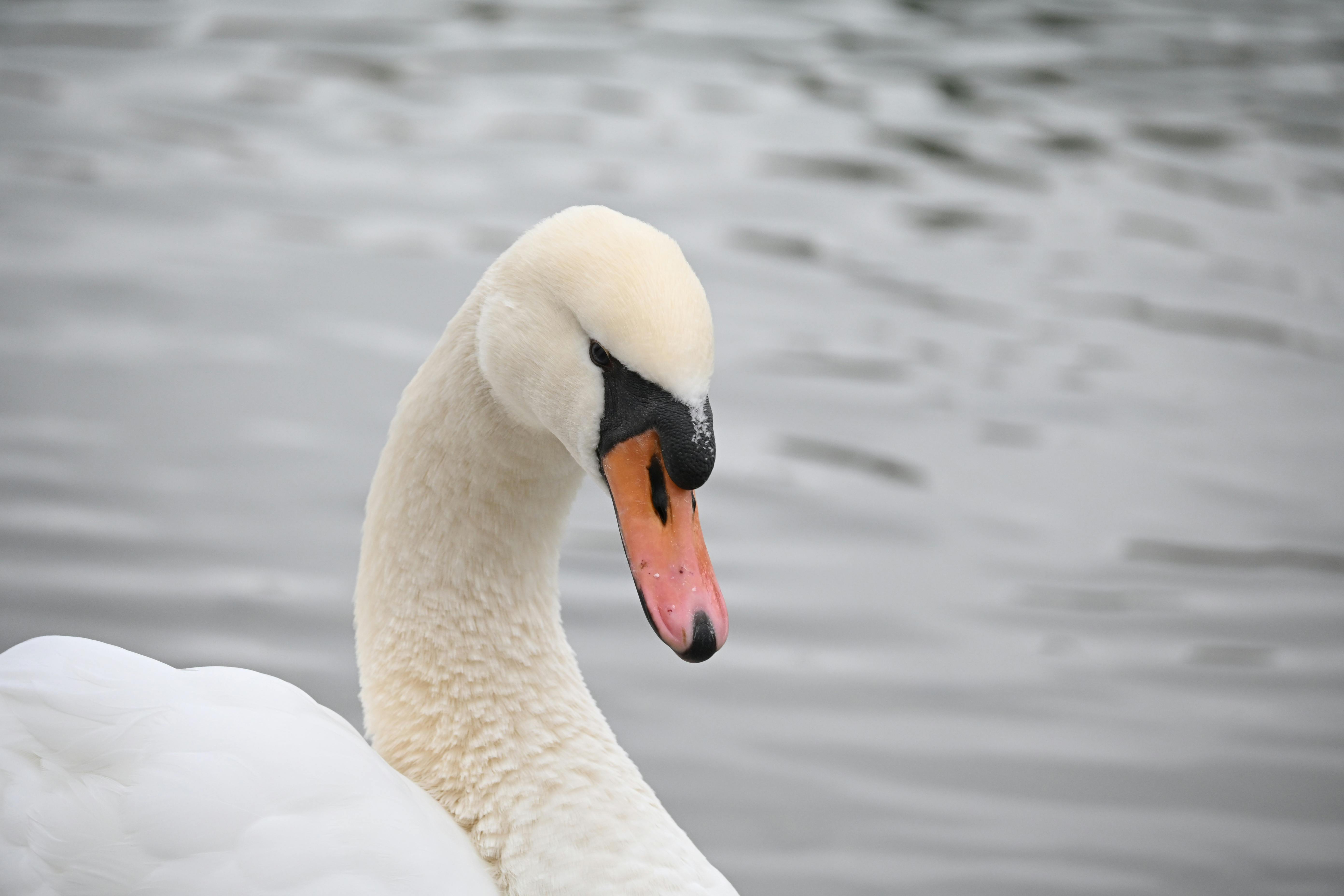 Close-up of a graceful mute swan by a calm lake, showcasing its elegant form.