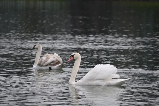 Two beautiful swans gracefully swim on a tranquil lake, showcasing nature's elegance.