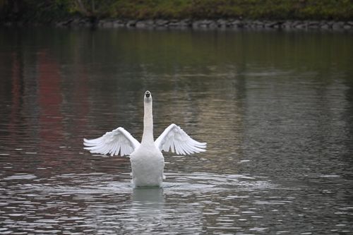 Free A graceful swan stands in a serene lake with wings outstretched, surrounded by a peaceful, natural setting. Stock Photo