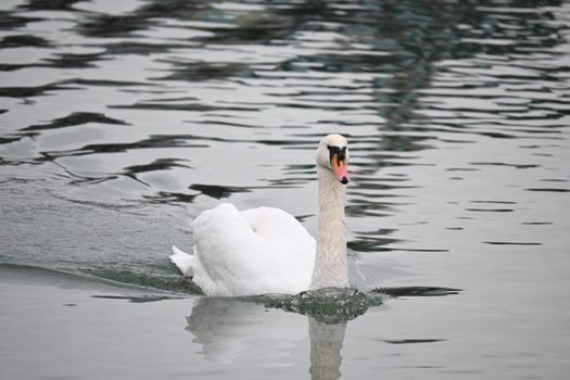 A serene image of a mute swan gliding gracefully across calm lake waters, highlighting nature's elegance.