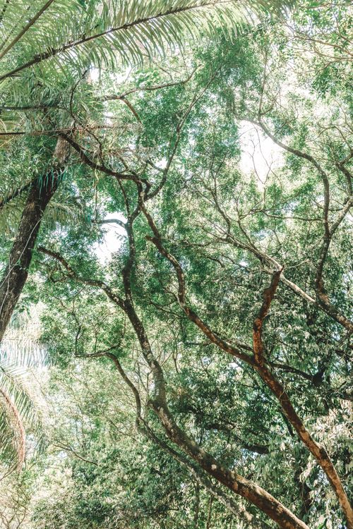 Free Sun-dappled tropical trees create a serene canopy in Brumadinho, Minas Gerais, Brazil. Stock Photo