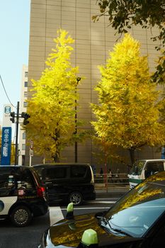 Street scene featuring vibrant yellow ginkgo trees in a city setting, capturing autumn's beauty.