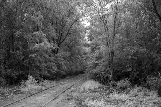 Black and white photography of train tracks running through a dense forest path.