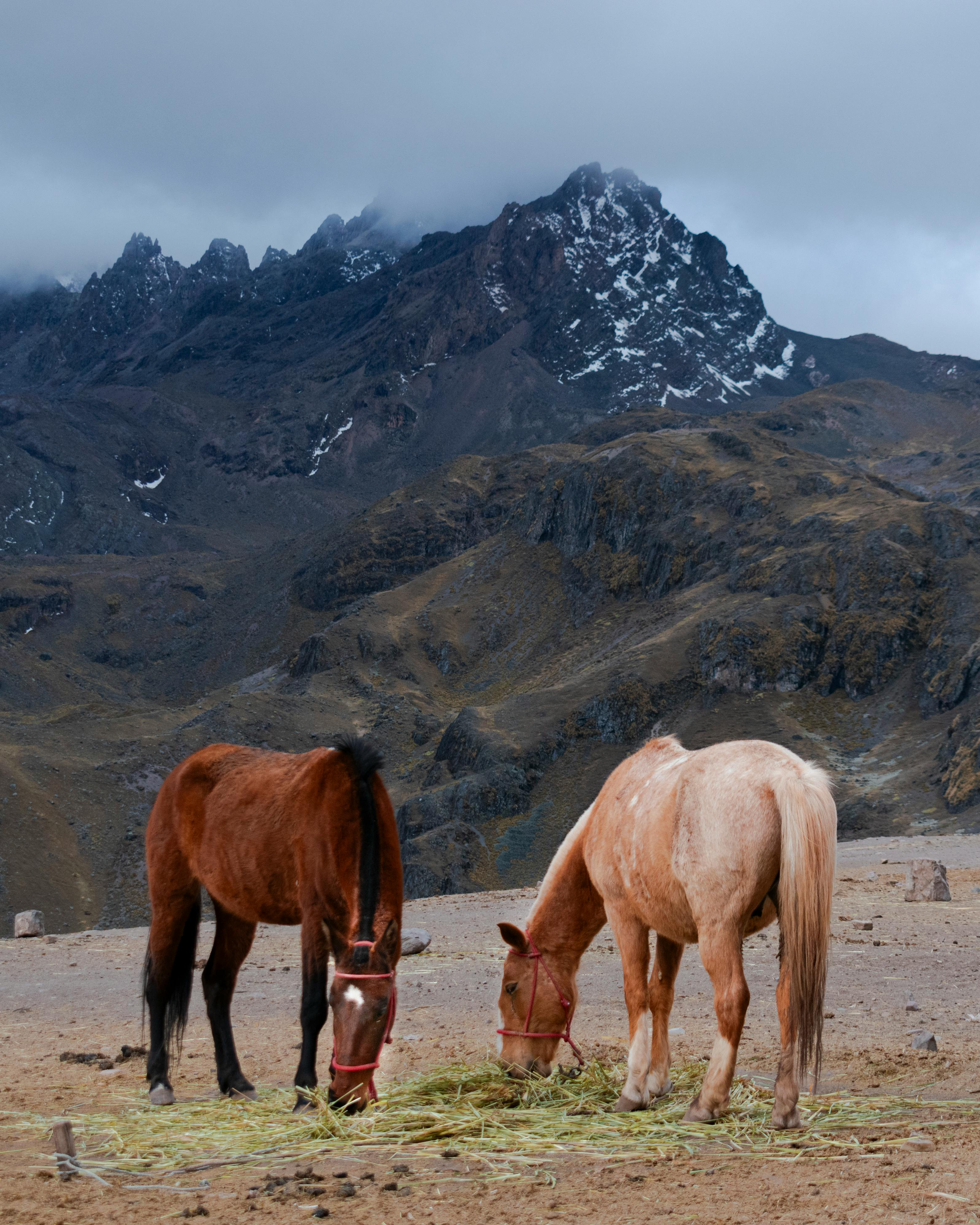 Two horses grazing in the Peruvian Andes with snow-capped mountains in the background.