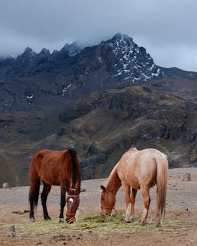 Two horses grazing in the Peruvian Andes with snow-capped mountains in the background.