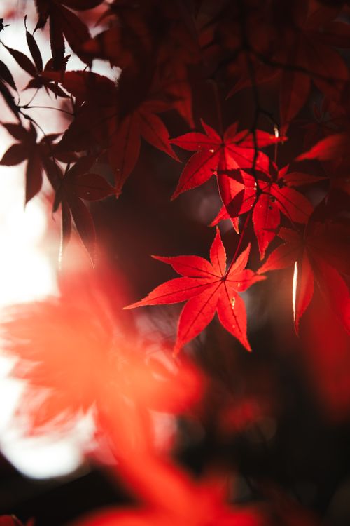 Free Stunning close-up of red Japanese maple leaves in Setagaya, Tokyo, highlighting autumn beauty. Stock Photo