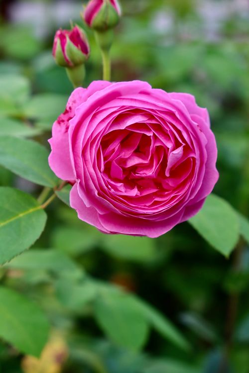 Free A close-up shot of a vibrant pink rose in full bloom amidst lush green leaves. Stock Photo