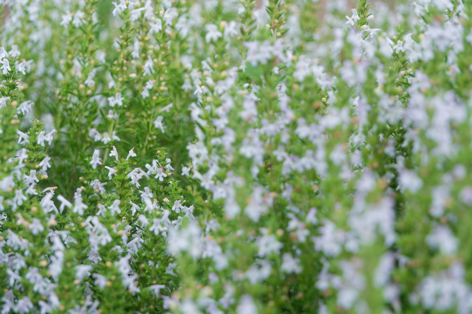 Épis de minuscules fleurs blanches sur des plantes aromatiques avec bokeh doux
