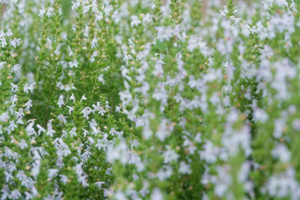 Épis de minuscules fleurs blanches sur des plantes aromatiques avec bokeh doux