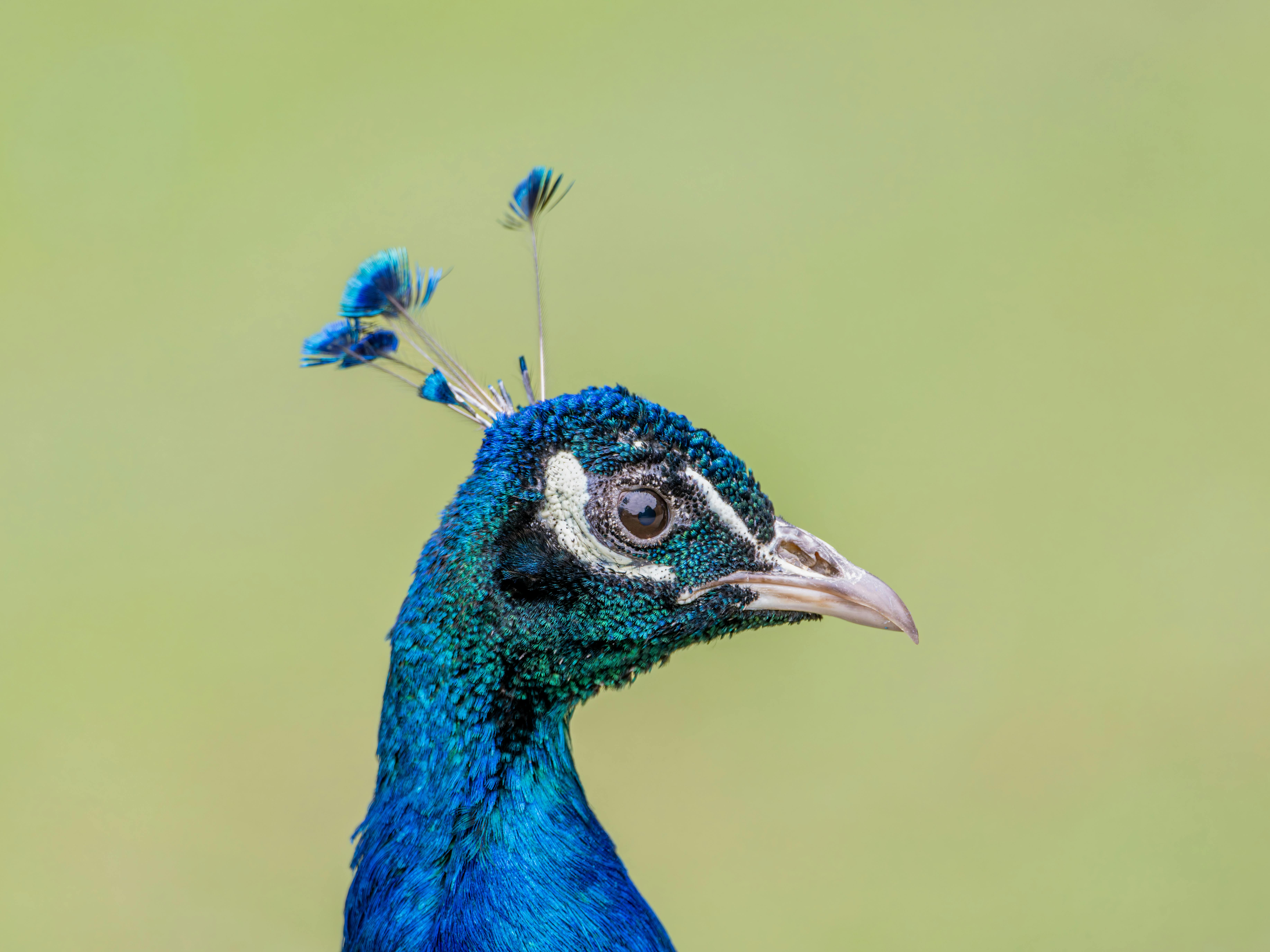 New wedding and event venue, Peacock Inn &amp; Gardens, opens in Bedford County — Photo by Siegfried Poepperl on Pexels