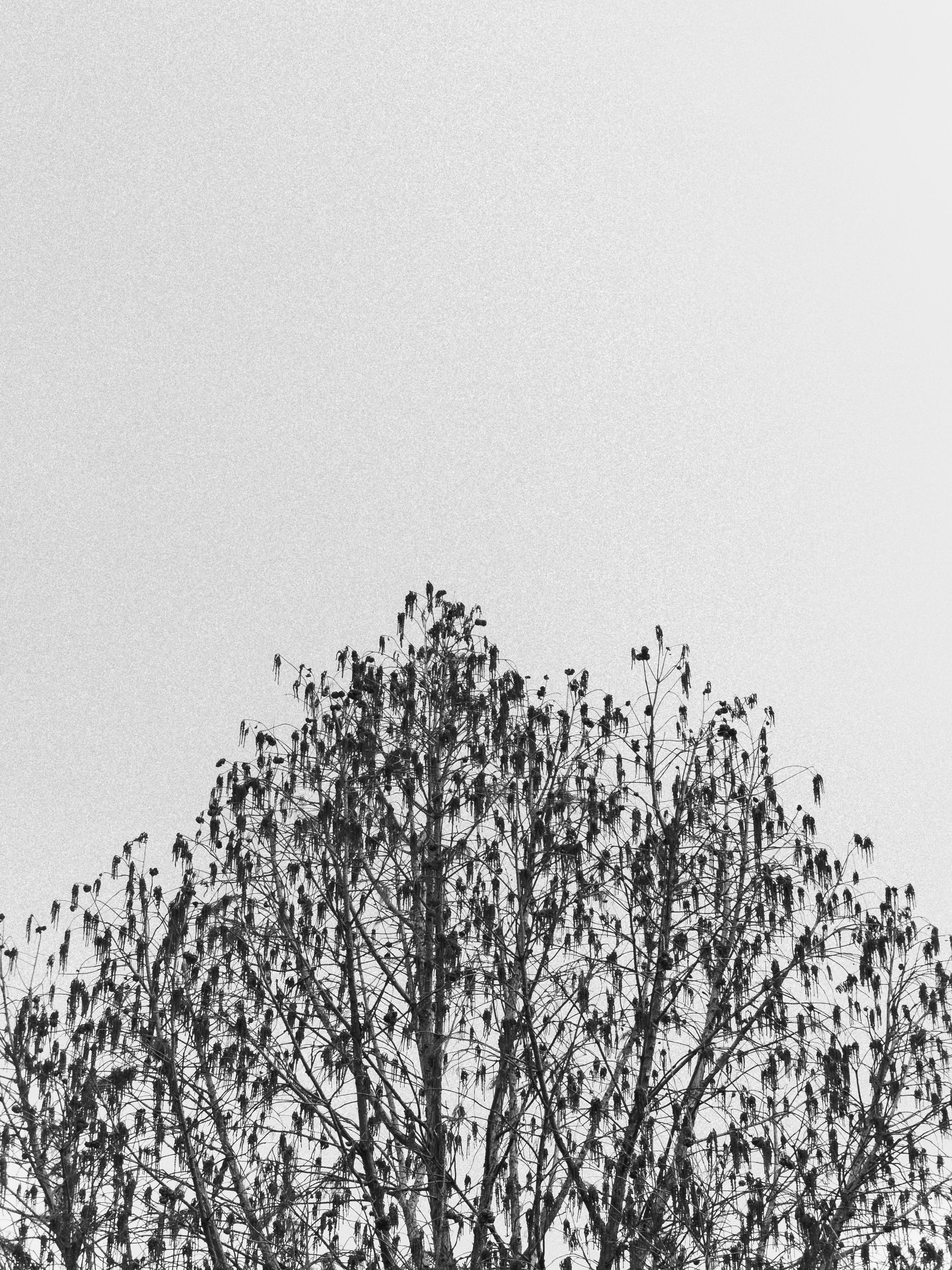 Gratis Silueta en blanco y negro de un árbol contra un cielo despejado, que muestra la belleza natural. Foto de stock