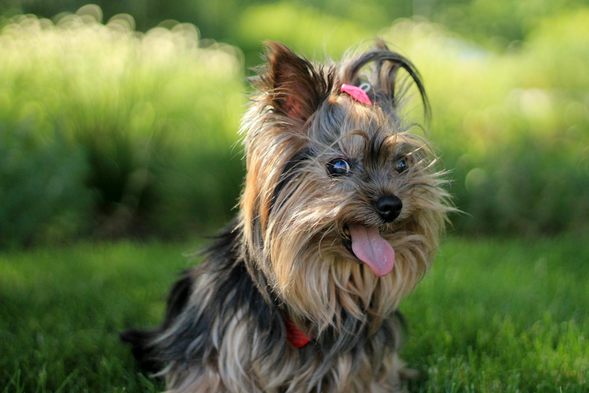 Photographie sélective d'un chiot terrier du Yorkshire