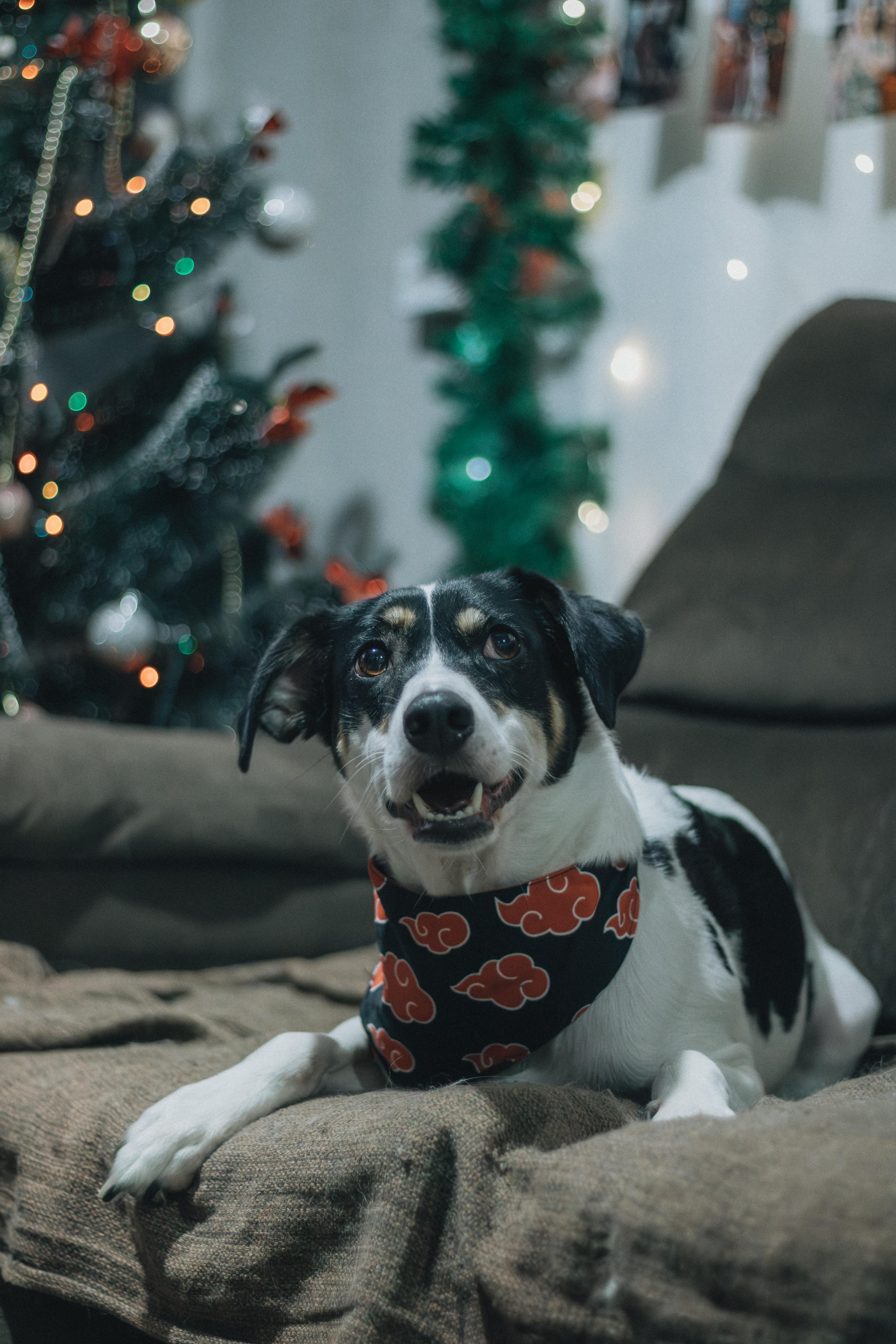 Buddha's Constant Companion Venerable Ananda