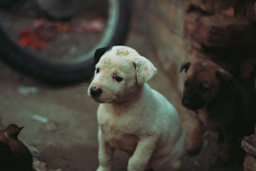 Immagine gratuita di animale domestico, animali domestici, carino