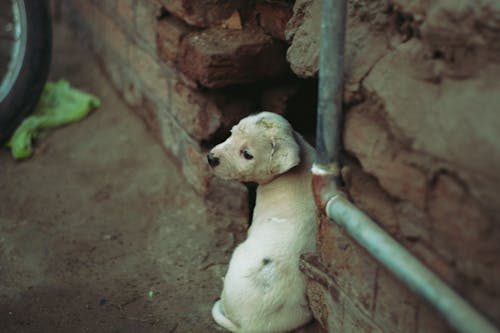 Free stock photo of puppy, street