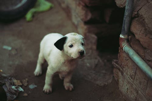 Free stock photo of puppy, street