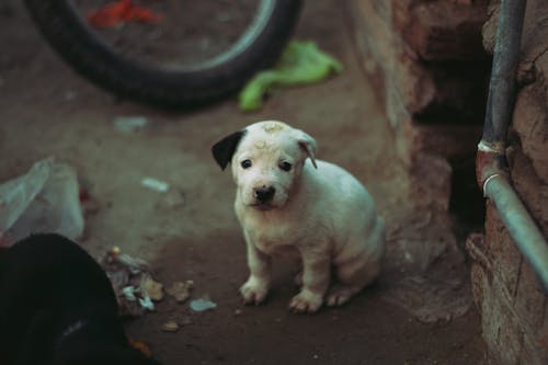 Free stock photo of puppy, street