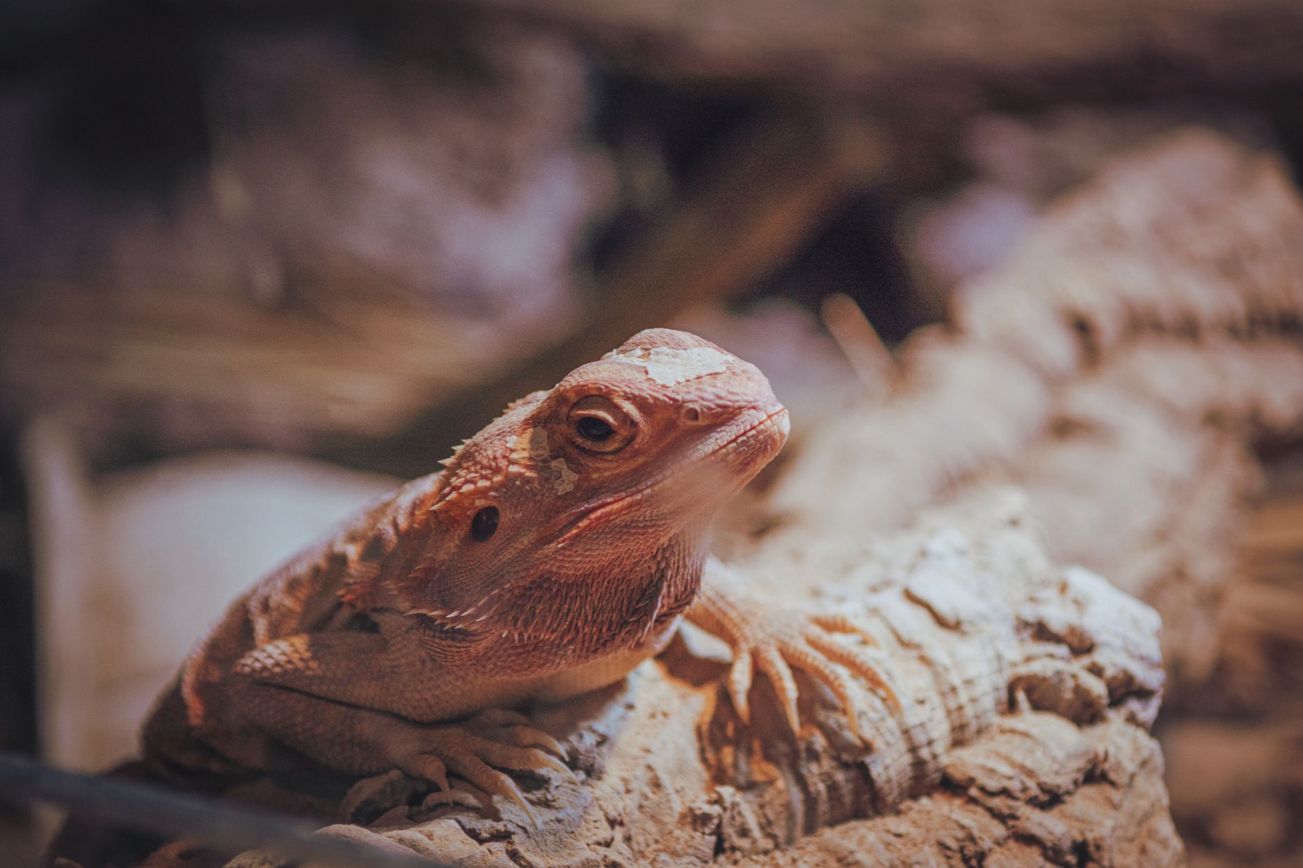 Best Exo Terra Reptile Supplies (2026)