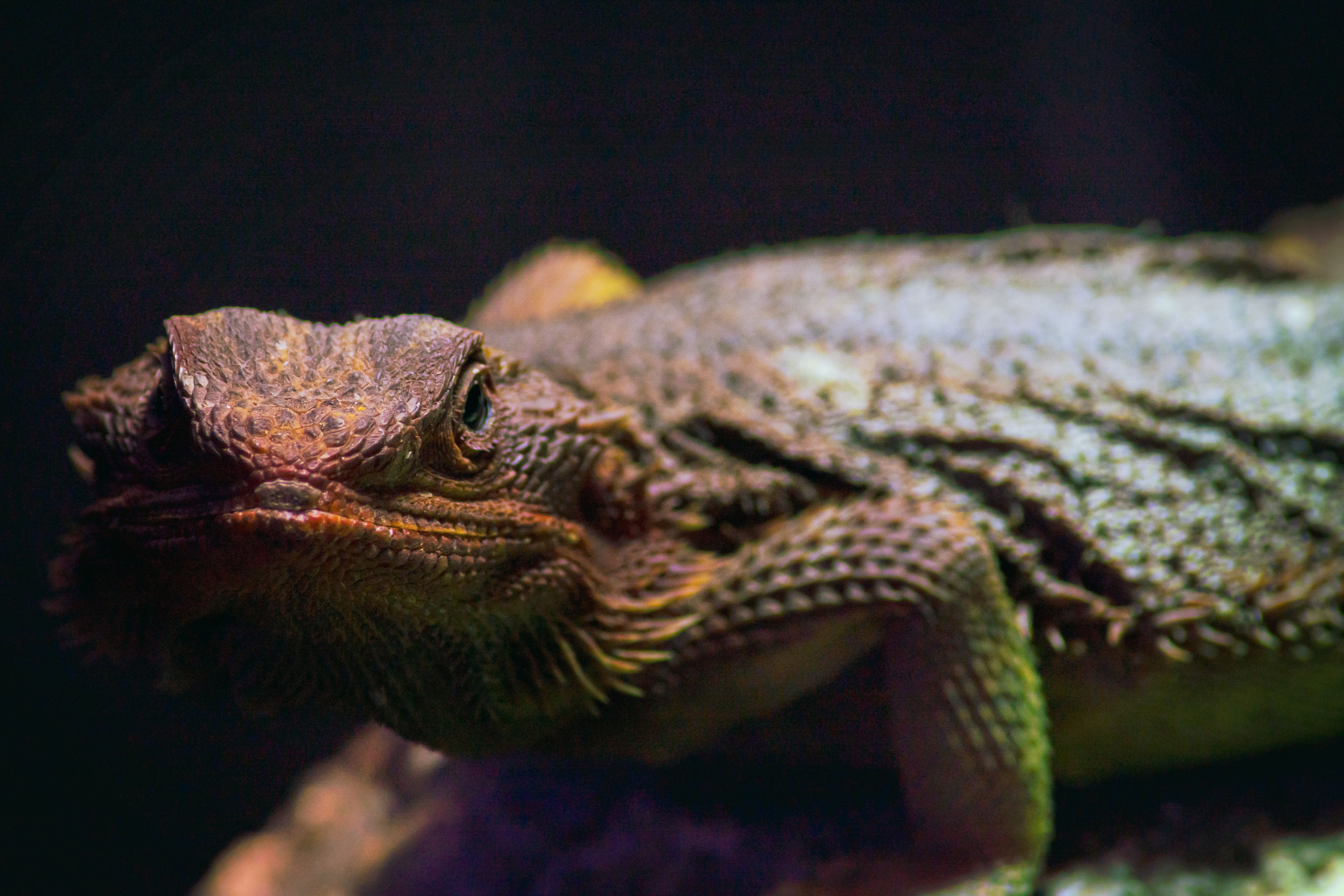 Bearded dragon basking under ceramic heat lamp in terrarium