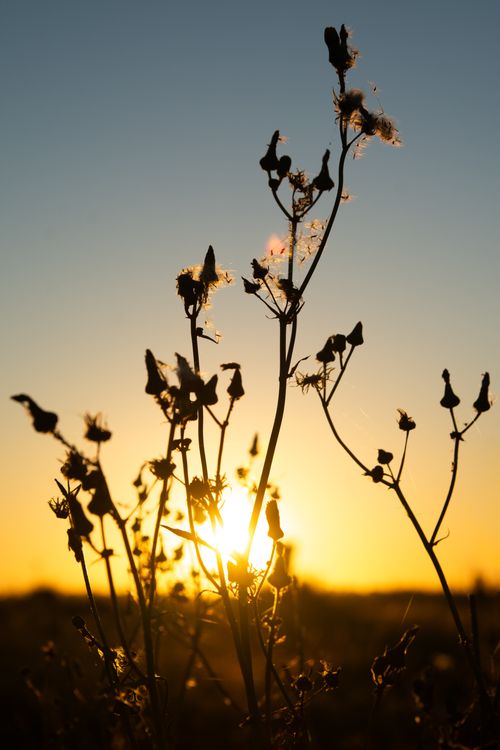 Free A serene silhouette of wildflowers against a vibrant sunset sky, capturing nature's beauty. Stock Photo