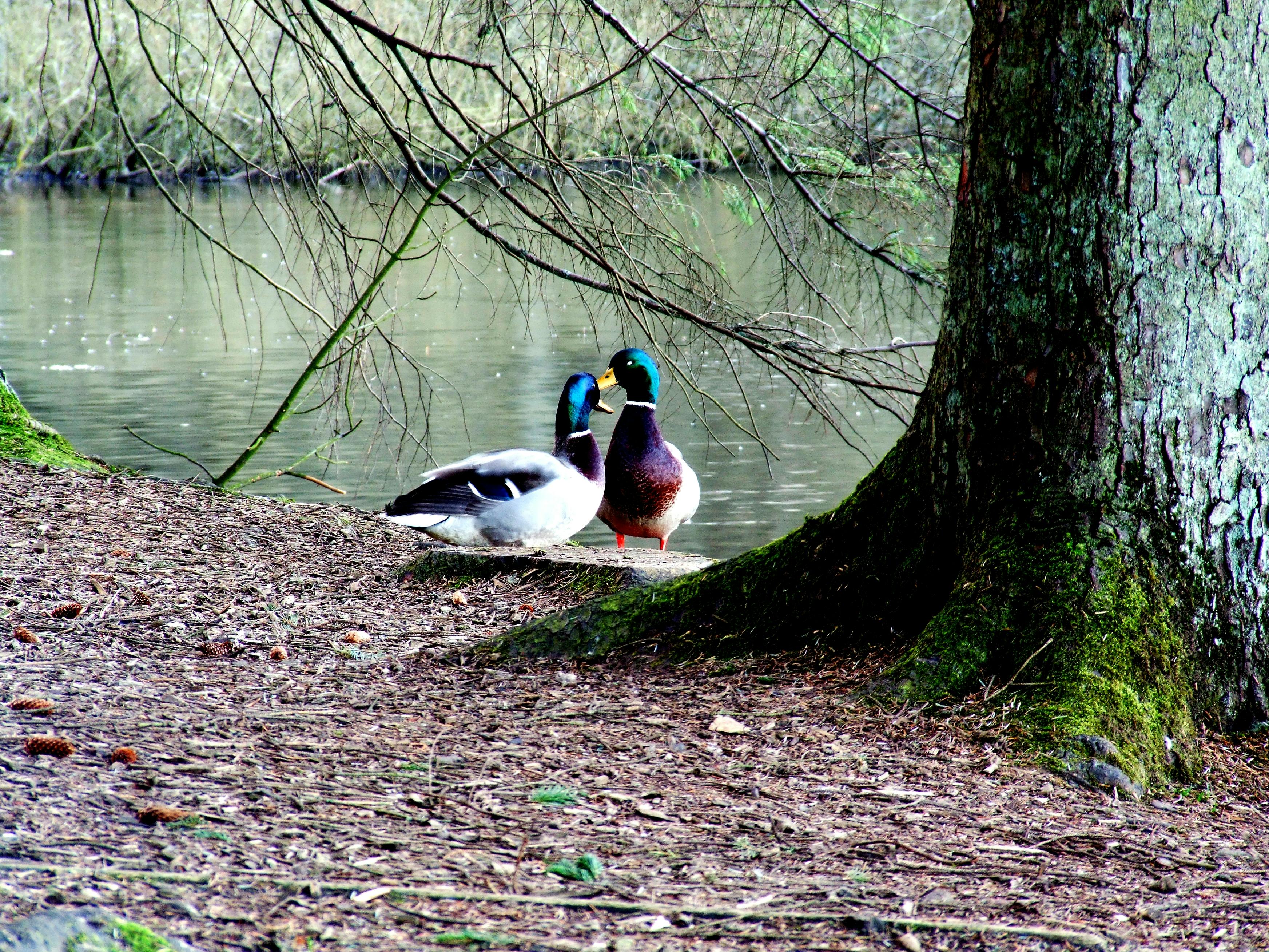 Free stock photo of ducks