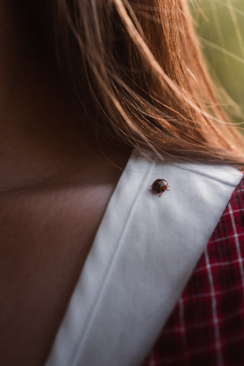 Close-up of a ladybug on traditional attire in the fall outdoors in Graz, Austria.
