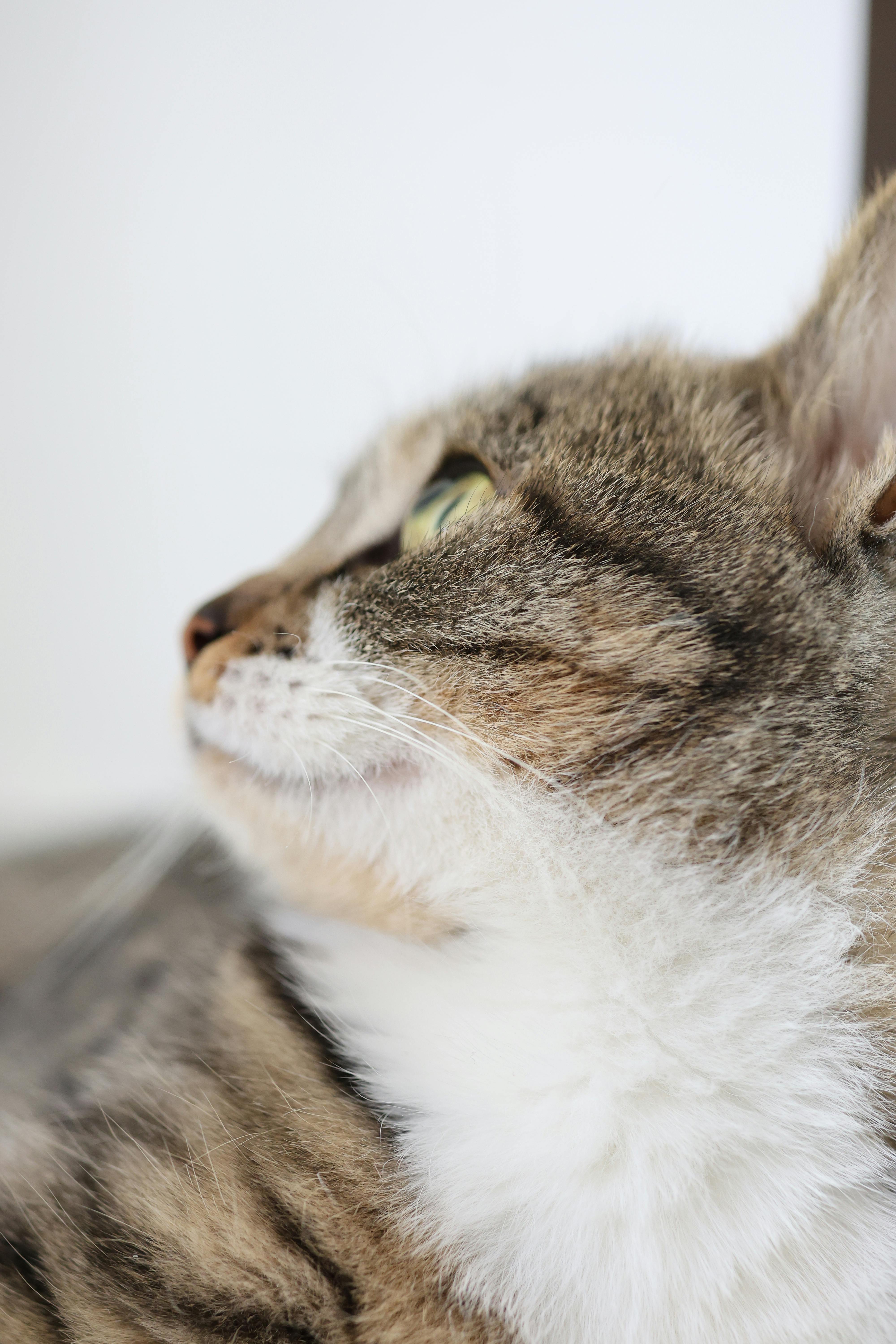 Free A detailed side profile of a domestic tabby cat with soft fur and green eyes. Stock Photo