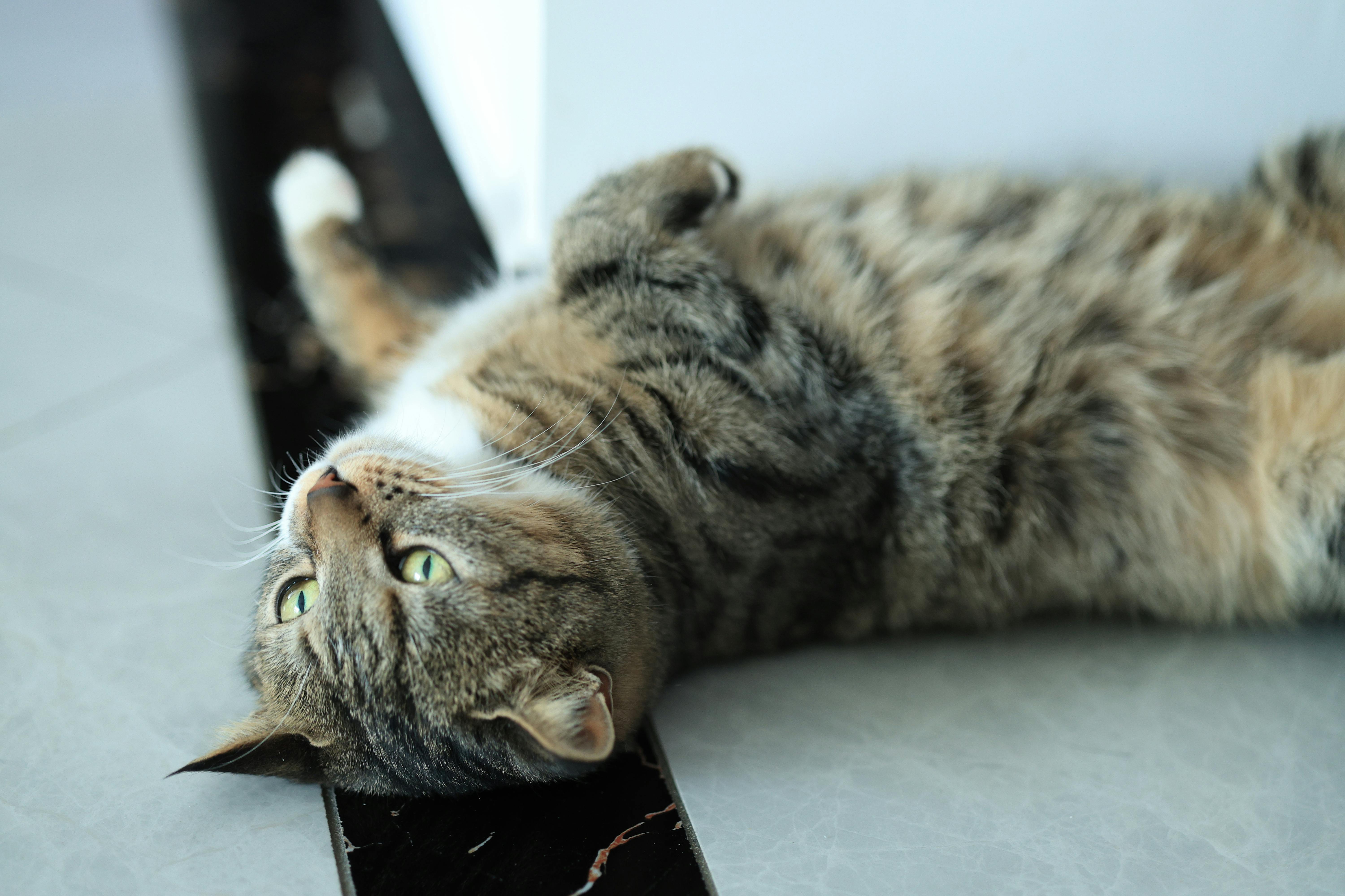 Creating a Blissful Sanctuary at Home: Your Guide to a Peaceful Retreat