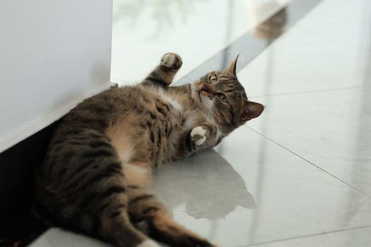 一只戴着伊丽莎白圈的猫咪在柔软的窝里安静休息