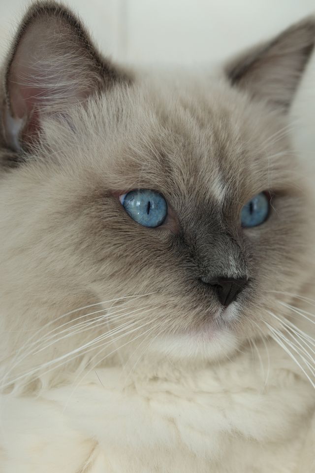 Close view of a Ragdoll's eye showing reddened inner lining and watery discharge