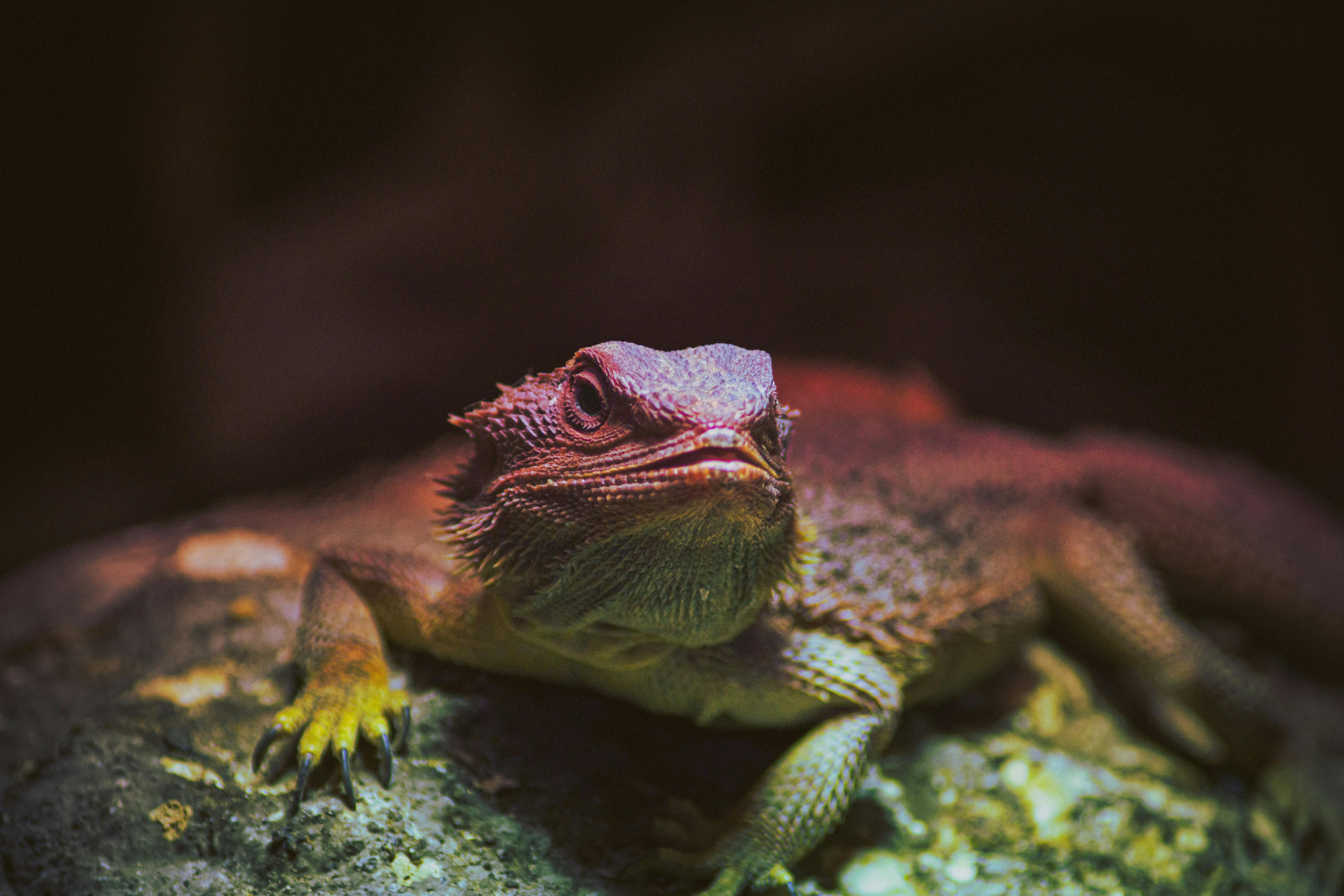 Untold Secrets Your Pet Won't Tell You