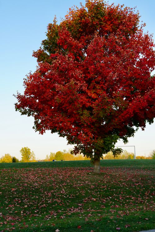 Free Beautiful solitary tree with red autumn foliage in a serene park setting. Stock Photo