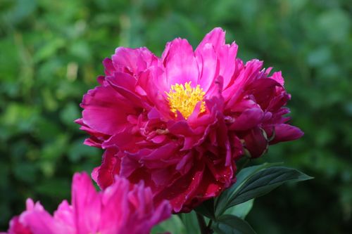 Free Close-up of a vibrant pink peony flower blooming in a lush Toronto garden. Stock Photo