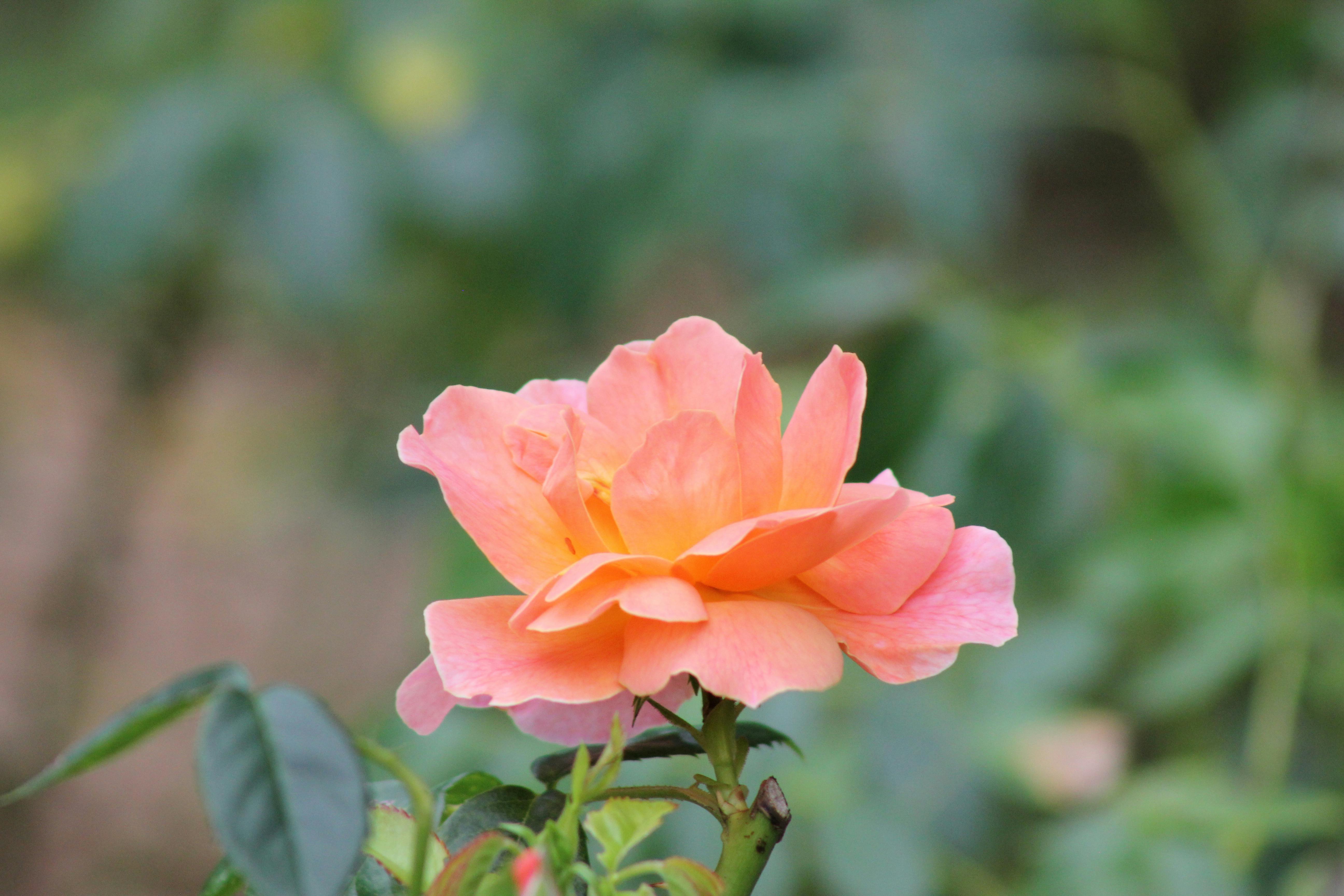 Close-up of a vibrant pink rose in bloom against a soft, natural background.
