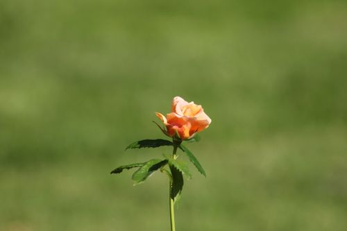 Free A stunning peach-colored rose in full bloom against a vibrant green background. Stock Photo